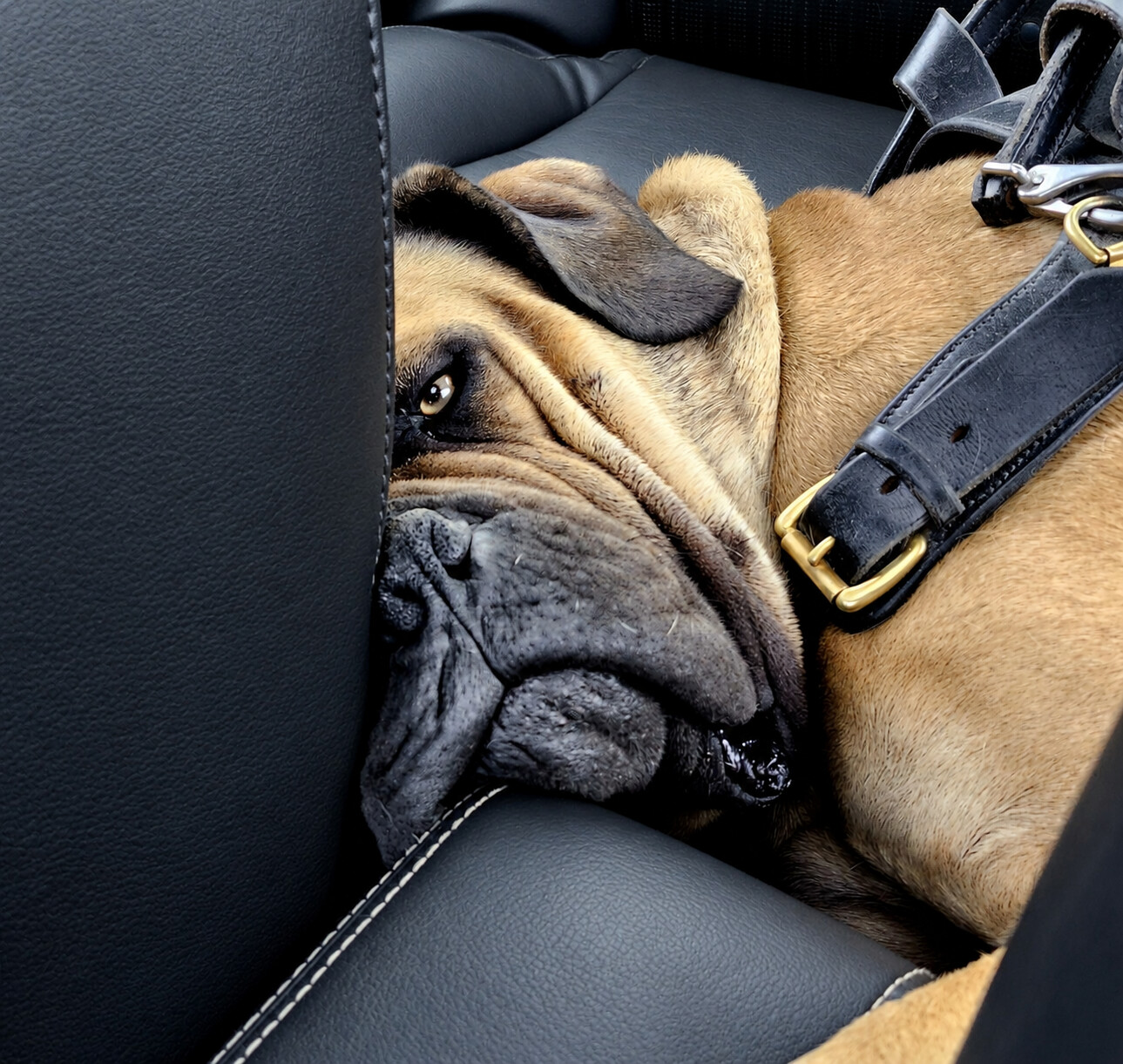 Ozzie resting in the car with one eye open